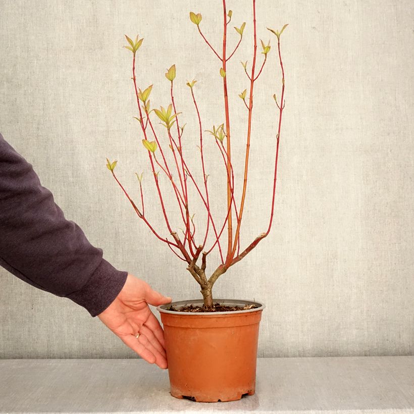 Amostra de Cornus sericea Sunshine Vaso de 3 L/4 L tal como entregue na primavera