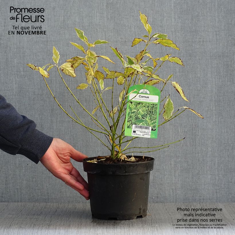 Amostra de Cornus sericea White Gold Vaso de 3 L/4 L tal como entregue no outono