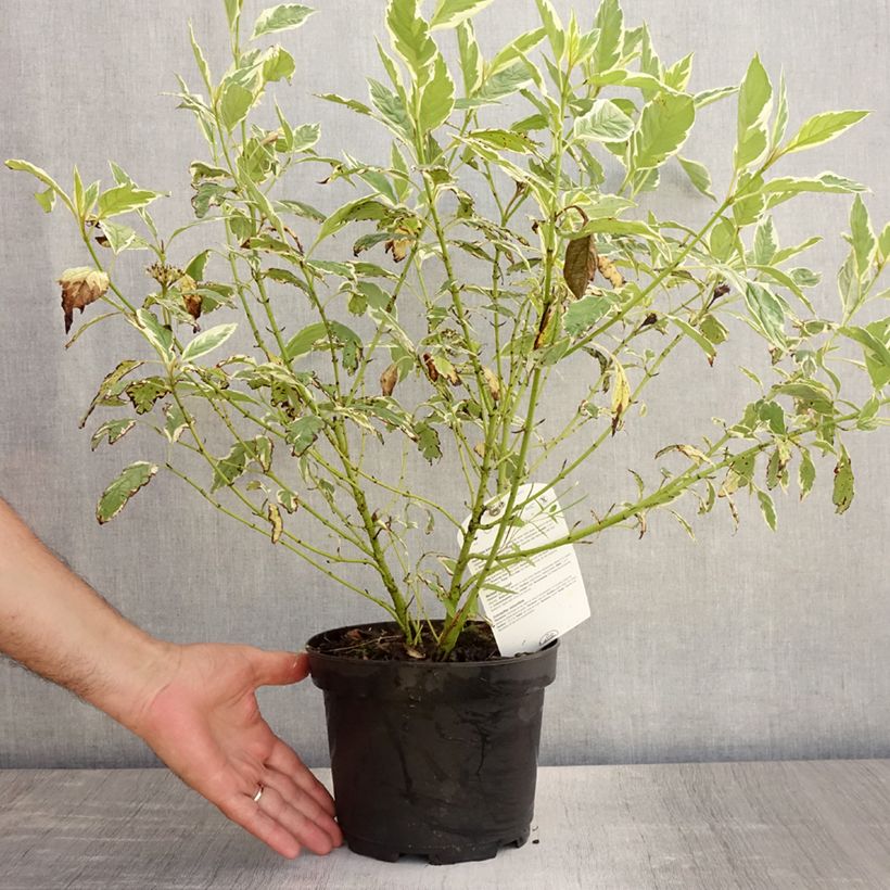 Amostra de Cornus sericea White Gold Vaso de 3 L/4 L tal como entregue no verão