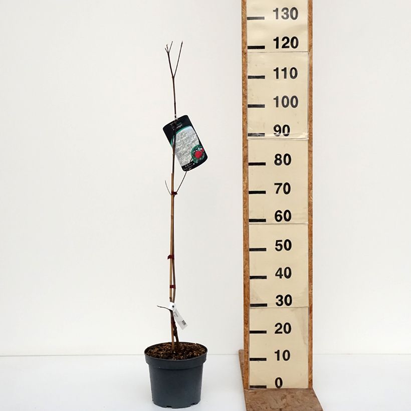 Amostra de Cornus Starlight Vaso de 3 L/4 L tal como entregue no inverno