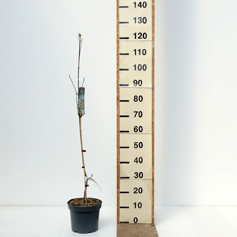 Amostra de Cornus Starlight Vaso de 3 L/4 L tal como entregue na primavera