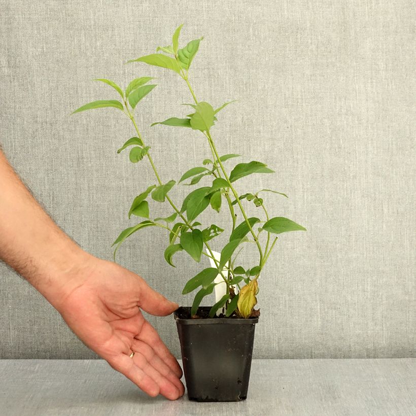Amostra de Cornus sericea Flaviramea Vaso de 8/9 cm tal como entregue no verão