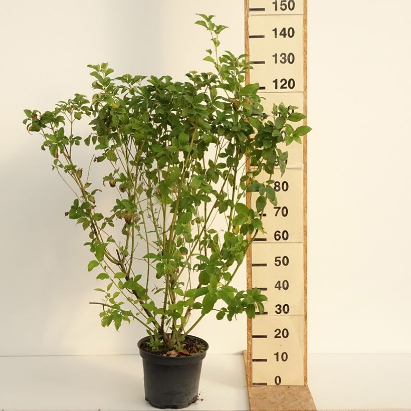 Amostra de Cornus sericea Flaviramea Vaso de 7,5 L/10 L tal como entregue no verão