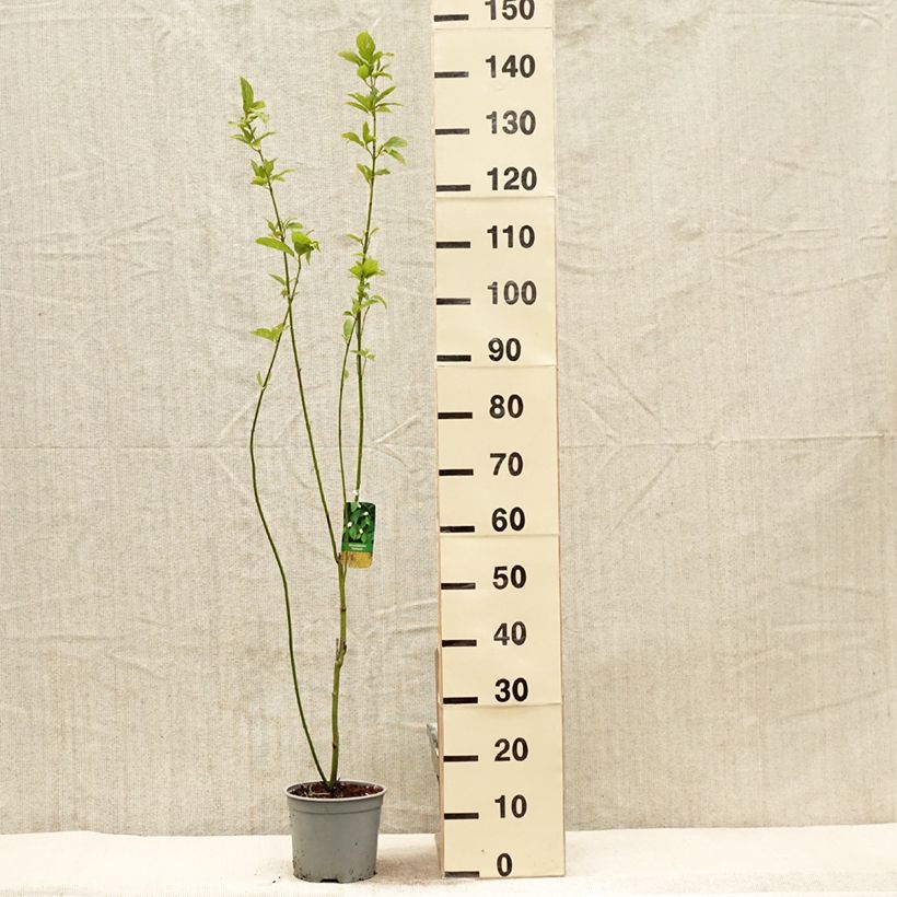 Amostra de Cornus sericea Flaviramea Vaso de 3 L/4 L tal como entregue na primavera