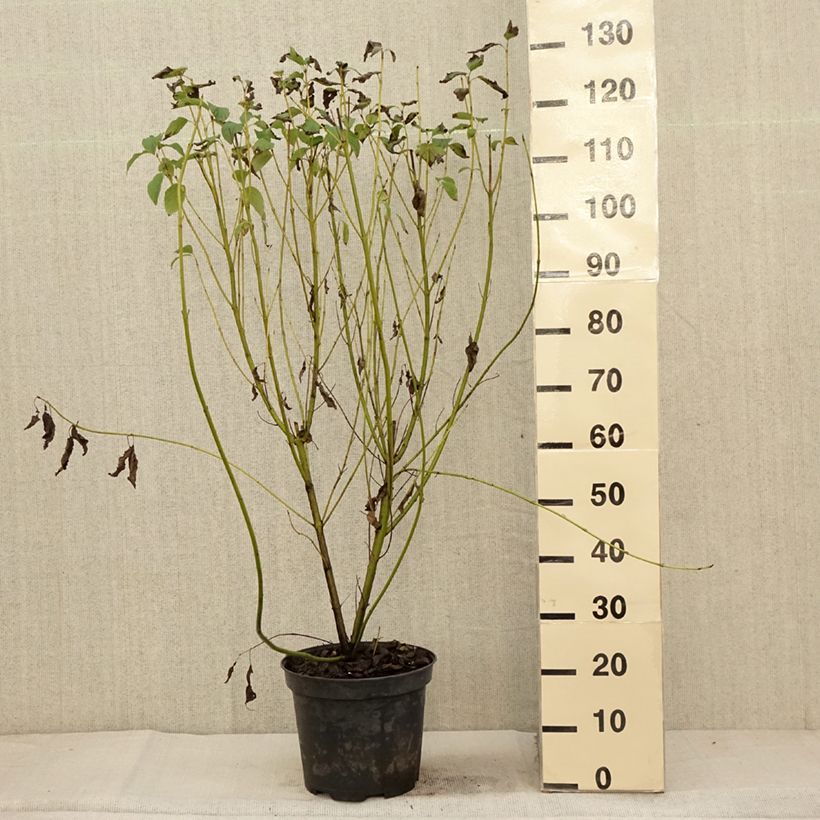 Amostra de Cornus sericea Flaviramea Vaso de 7,5 L/10 L tal como entregue no outono