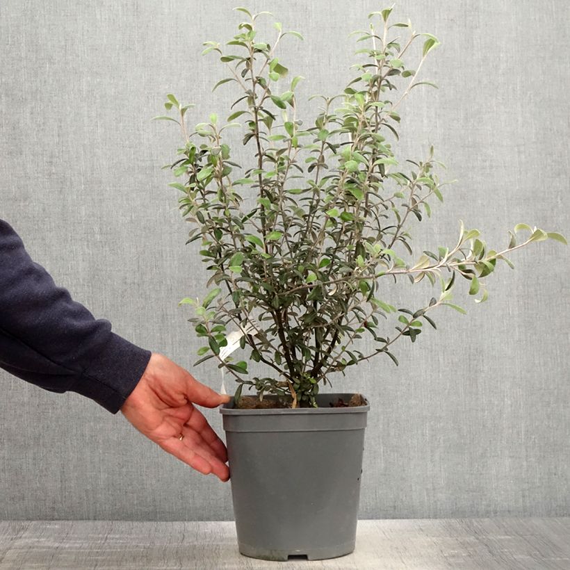 Amostra de Corokia virgata Frosted Chocolate Vaso de 4 L/5 L tal como entregue na primavera