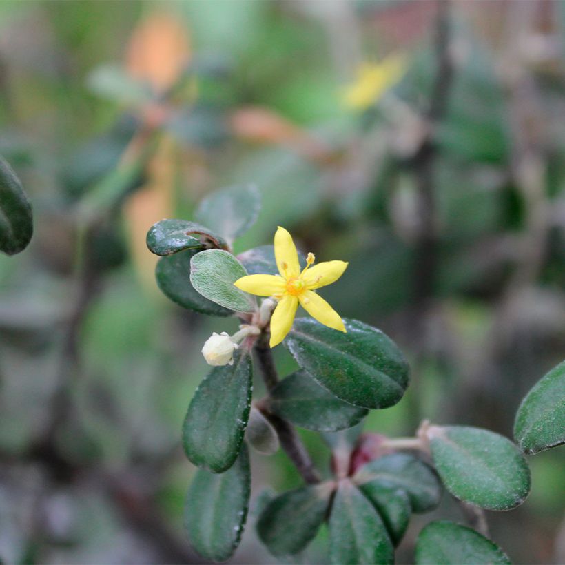 Corokia virgata Frosted Chocolate (Floração)