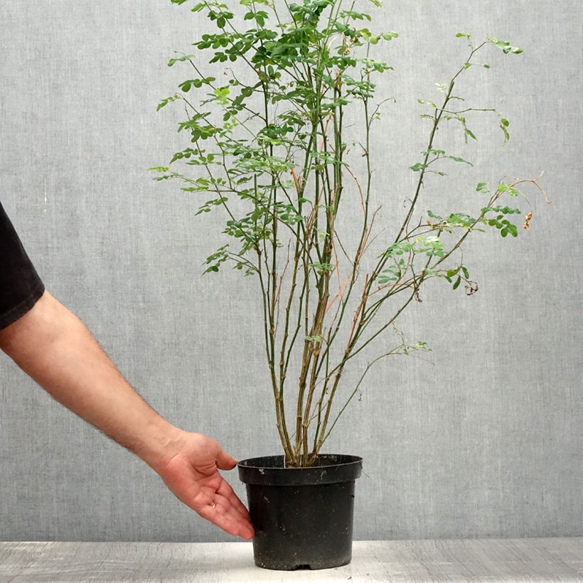 Amostra de Hippocrepis emerus Vaso de 1 L/1,5 L tal como entregue no verão