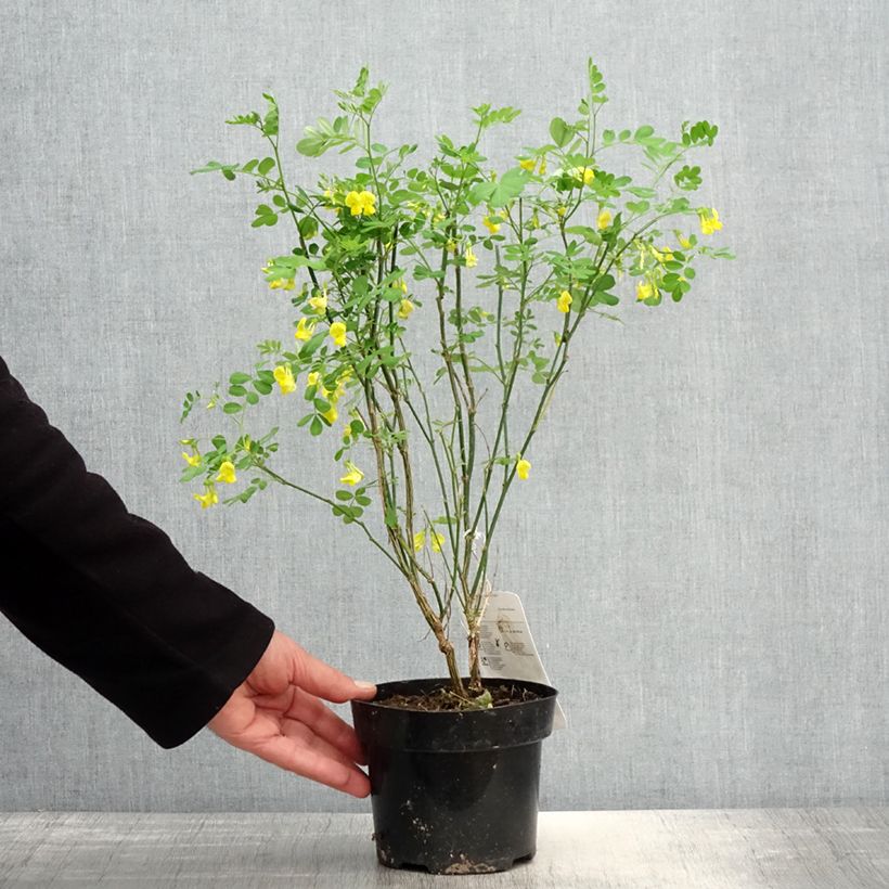 Amostra de Hippocrepis emerus Vaso de 1 L/1,5 L tal como entregue na primavera