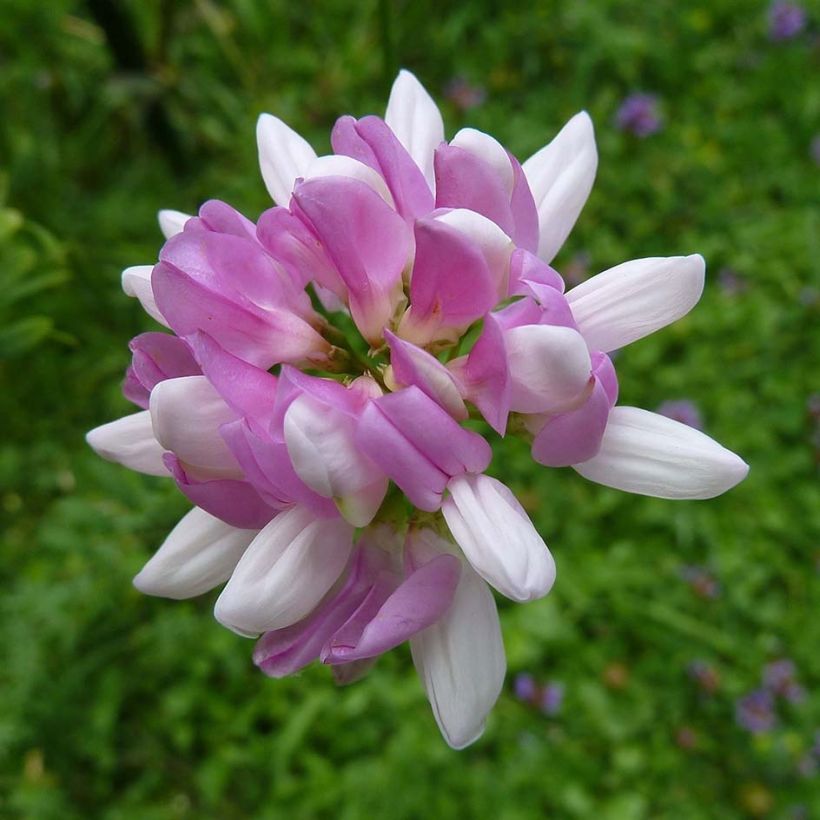 Coronilla varia (Floração)