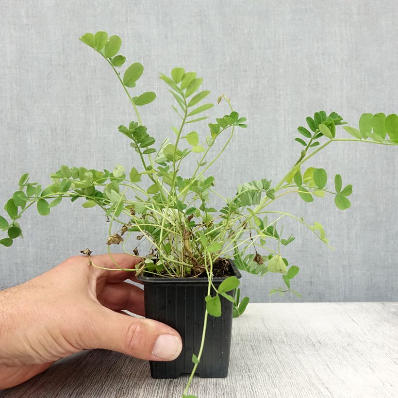 Amostra de Coronilla varia Vaso de 8/9 cm tal como entregue no outono