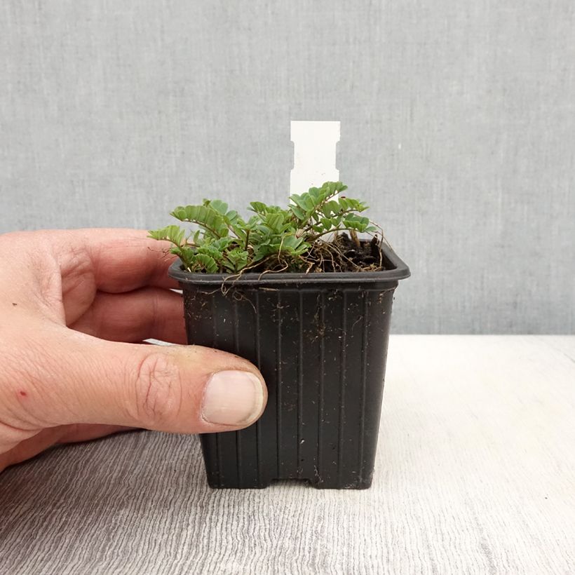 Amostra de Coronilla varia Vaso de 8/9 cm tal como entregue na primavera