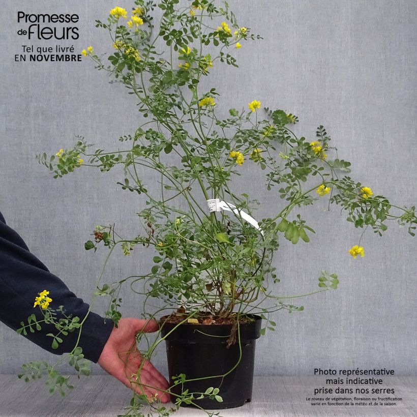 Amostra de Coronilla valentina subsp. glauca Citrina Vaso de 3 L/4 L tal como entregue no outono