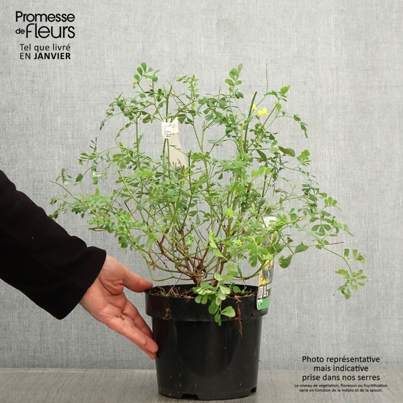Amostra de Coronille - Coronilla valentina subsp. glauca Citrina Vaso de 3 L/4 L tal como entregue no inverno