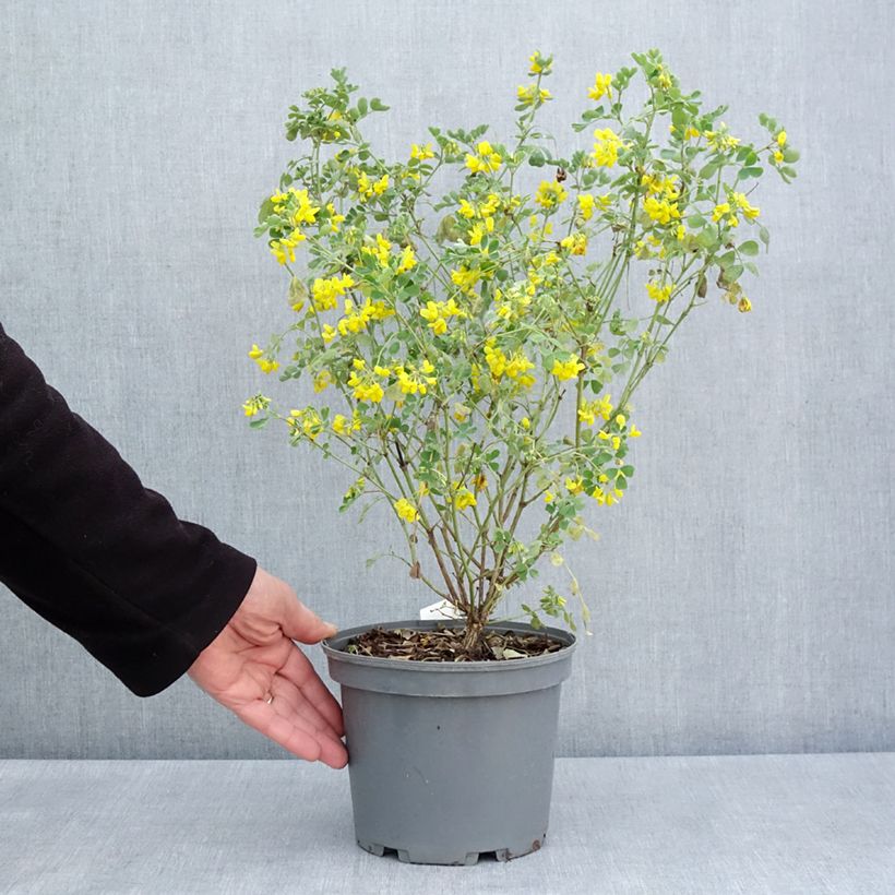 Amostra de Coronilla valentina subsp. glauca Citrina Vaso de 3 L/4 L tal como entregue na primavera