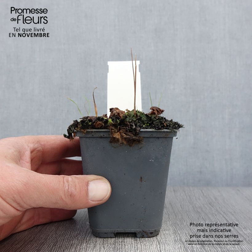 Amostra de Cortusa matthioli subsp. pekinensis Vaso de 8/9 cm tal como entregue no outono