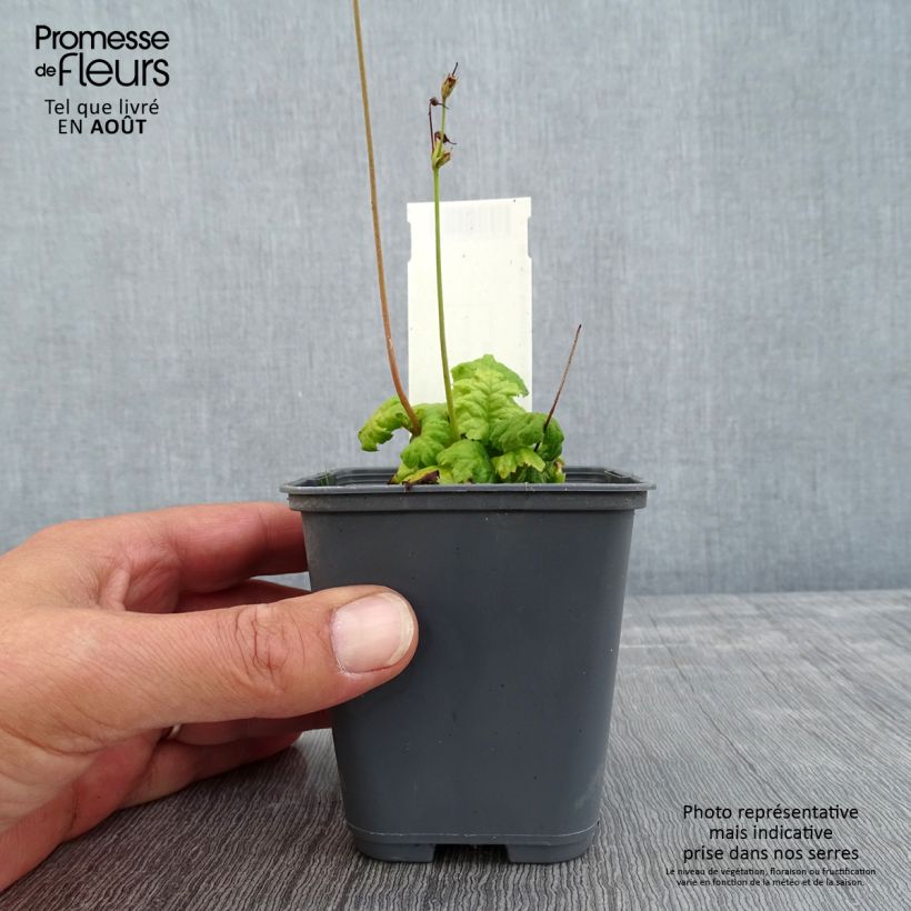 Amostra de Cortusa matthioli subsp. pekinensis Vaso de 8/9 cm tal como entregue no verão