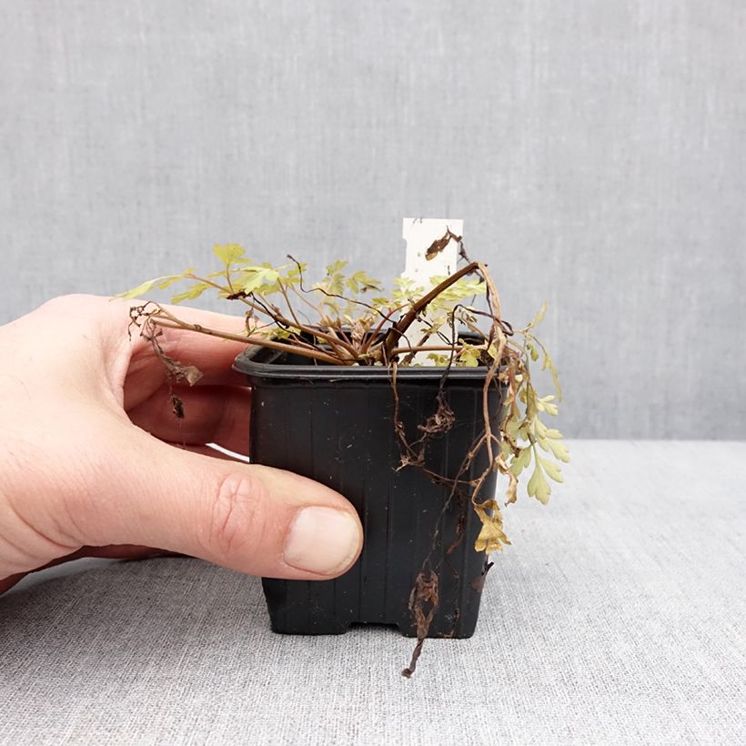 Amostra de Corydalis Berry Exciting - Corydale hybride Vaso de 8/9 cm tal como entregue no inverno