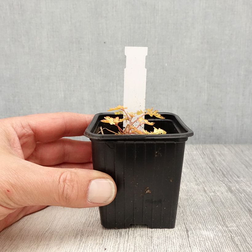 Amostra de Corydalis Berry Exciting Vaso de 8/9 cm tal como entregue na primavera