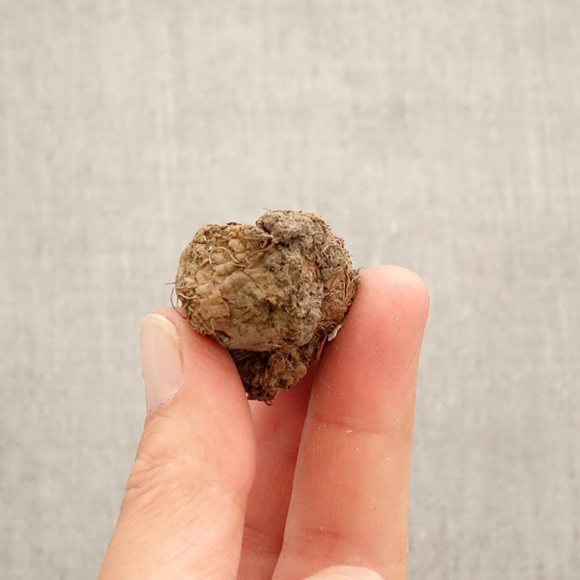 Amostra de Corydalis Bird of Paradise - Corydale bulbeuse Bulbe Kaliber/Größe I tal como entregue na primavera