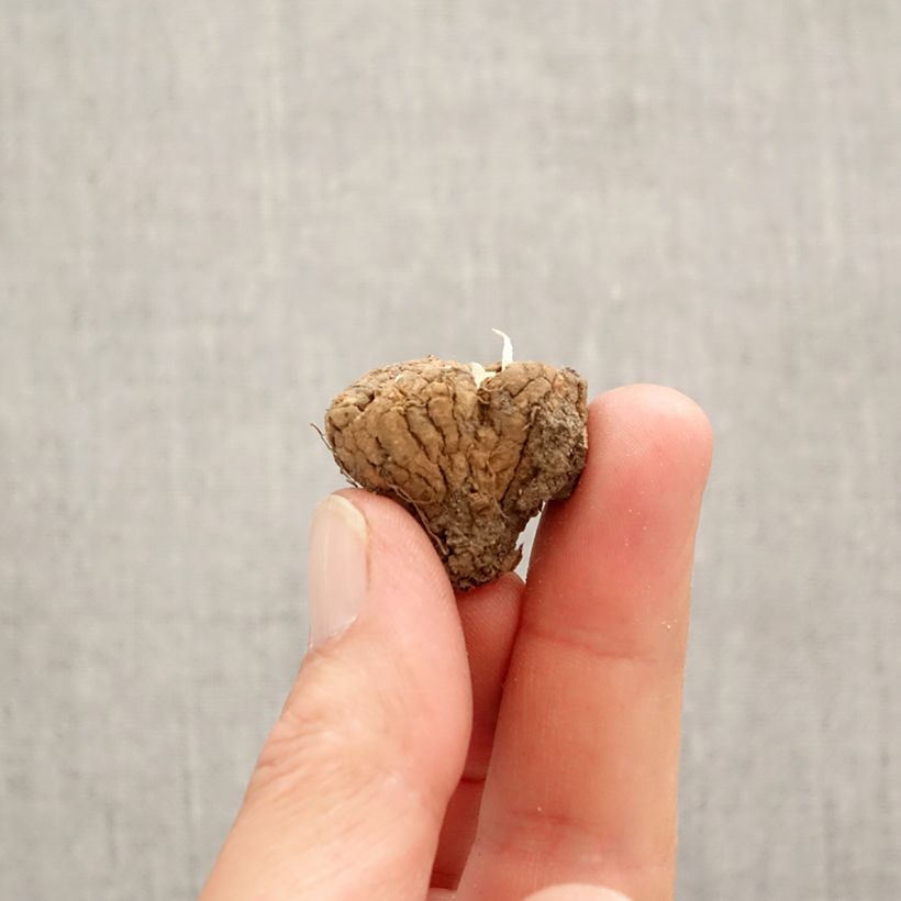 Amostra de Corydalis Firebird - Corydale bulbeuse Bulbo size I tal como entregue na primavera