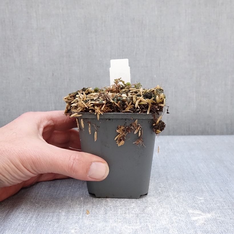 Amostra de Corydalis flexuosa Blue Panda Vaso de 8/9 cm tal como entregue no inverno