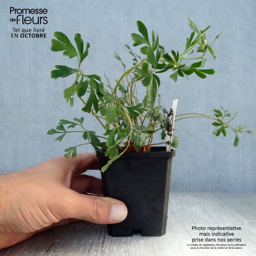 Amostra de Corydalis flexuosa Porcelain Blue Vaso de 8/9 cm tal como entregue no outono