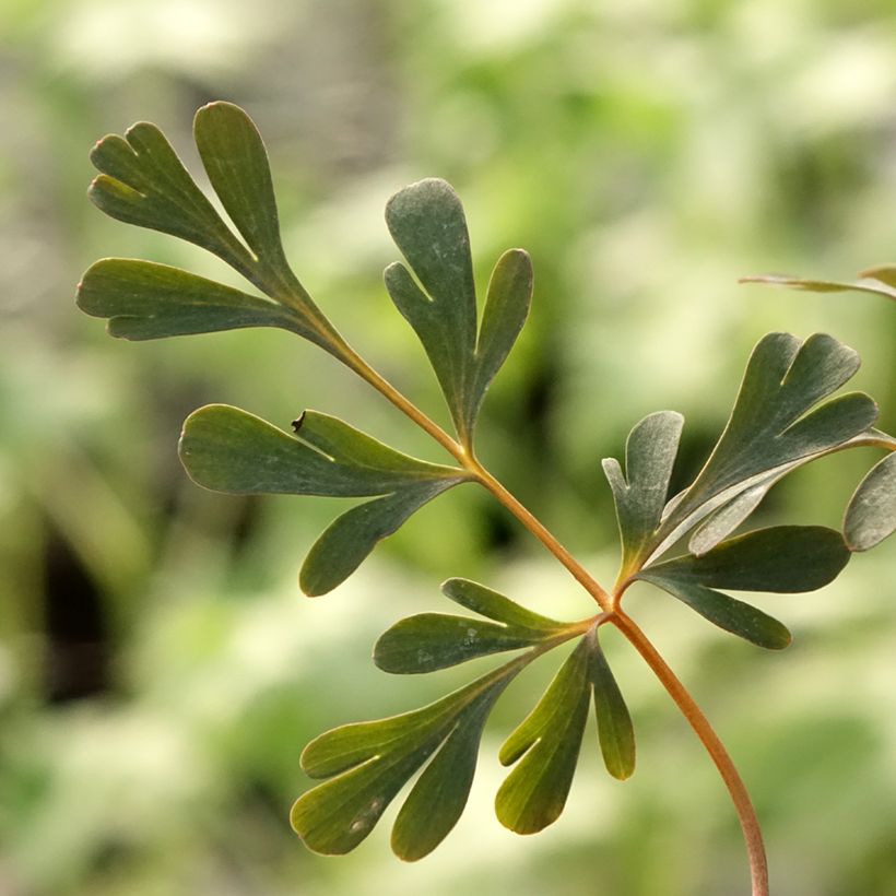 Corydalis flexuosa Porcelain Blue (Folhagem)