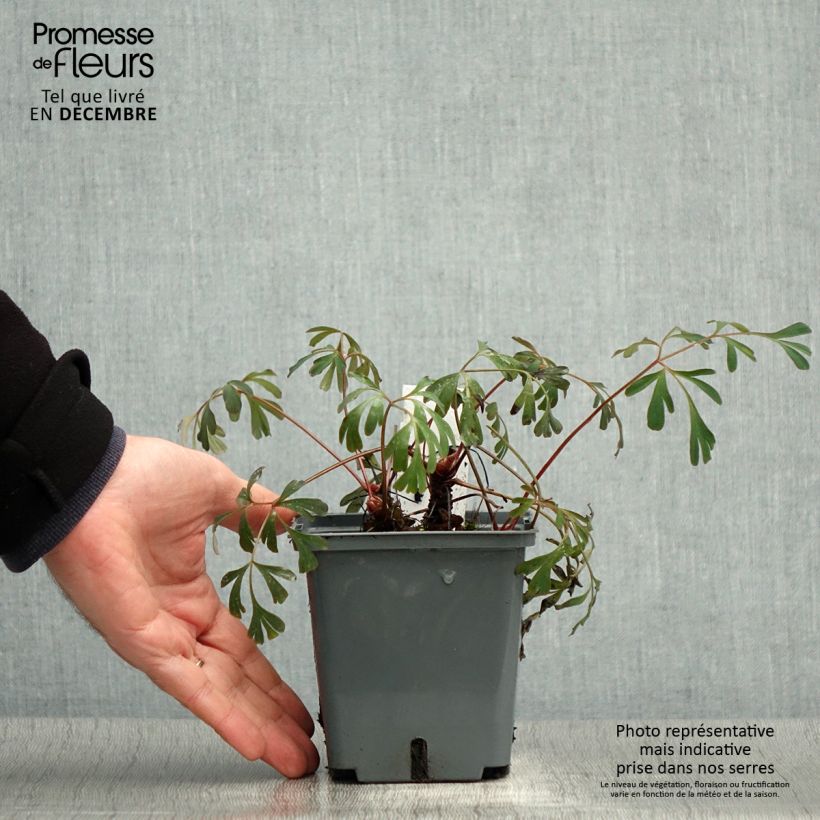 Amostra de Corydalis flexuosa Porcelain Blue Vaso de 1 L/1,5 L tal como entregue no inverno