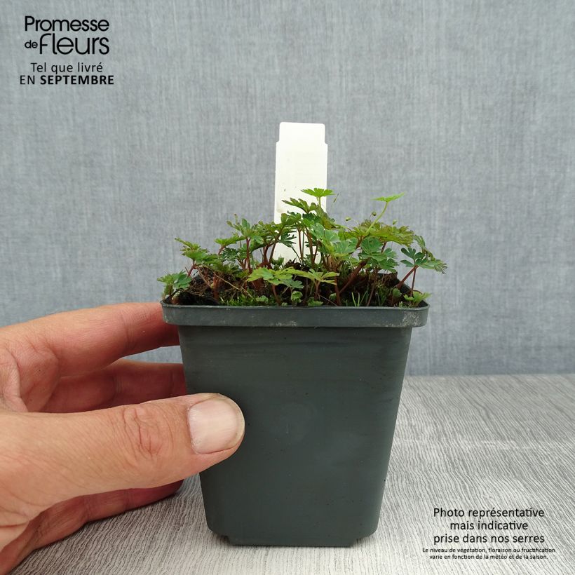 Amostra de Corydalis flexuosa Purple Leaf Vaso de 8/9 cm tal como entregue no verão