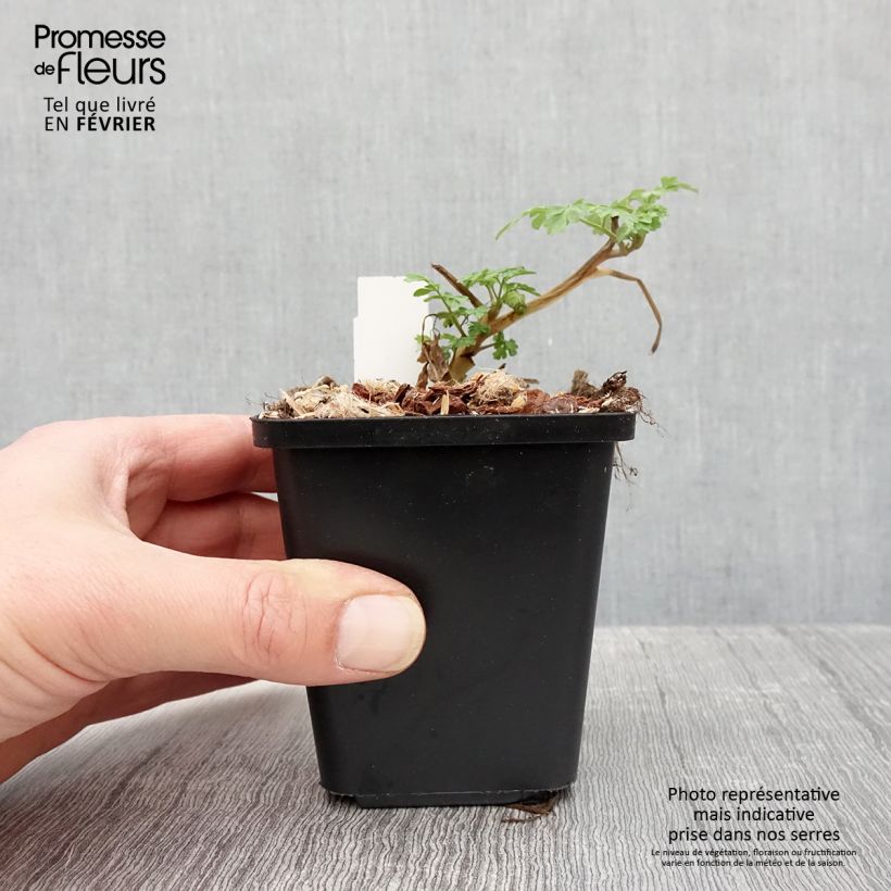 Amostra de Corydalis lutea - Corydale jaune Vaso de 8/9 cm tal como entregue no inverno