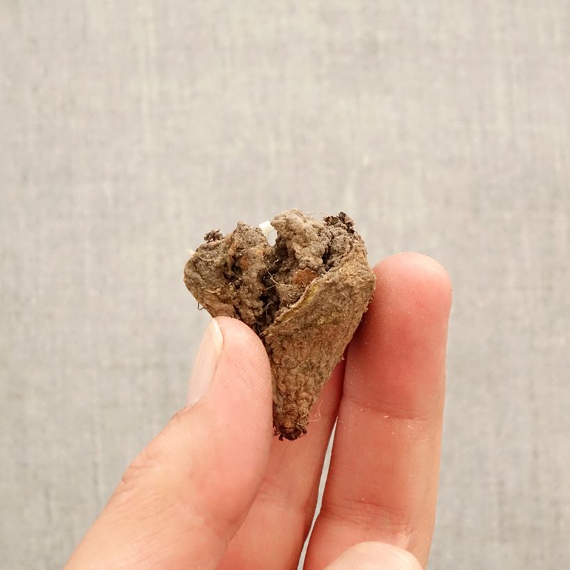 Amostra de Corydalis pumila - Corydale naine Bulbe Kaliber/Größe I tal como entregue na primavera