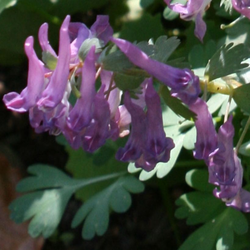 Corydalis solida (Floração)
