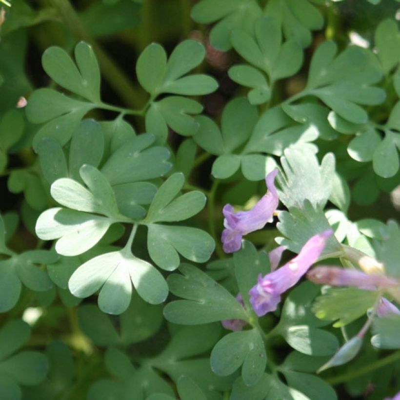 Corydalis solida (Folhagem)