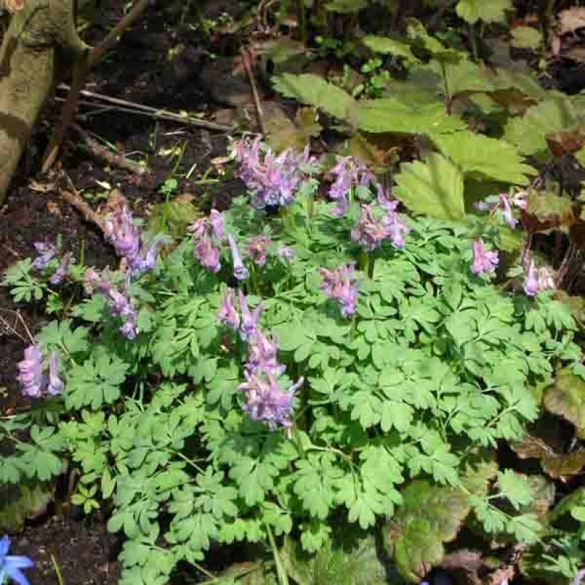 Corydalis solida (Hábito)