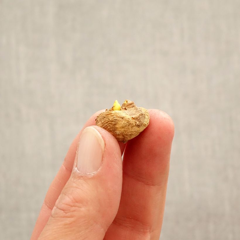 Amostra de Corydalis solida Beth Evans - Corydale bulbeuse Bulbo size 6+ tal como entregue na primavera