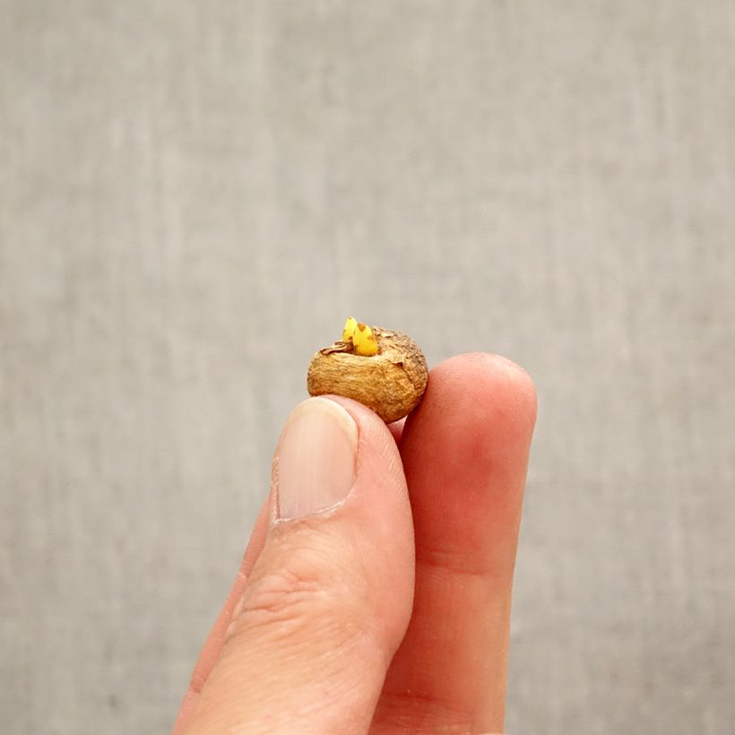 Amostra de Corydalis solida Bulbo Calibre 5+ tal como entregue na primavera