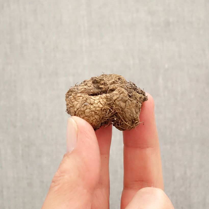 Amostra de Corydalis solida GP Baker - Corydale bulbeuse Bulbo size I tal como entregue na primavera