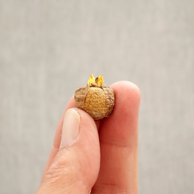 Amostra de Corydalis solida White Swallow - Corydale bulbeuse Bulbe Kaliber/Größe 5+ tal como entregue na primavera