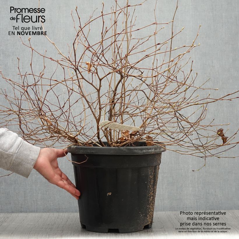 Amostra de Corylopsis pauciflora - Faux noisetier Pot de 12L/15L tal como entregue no outono