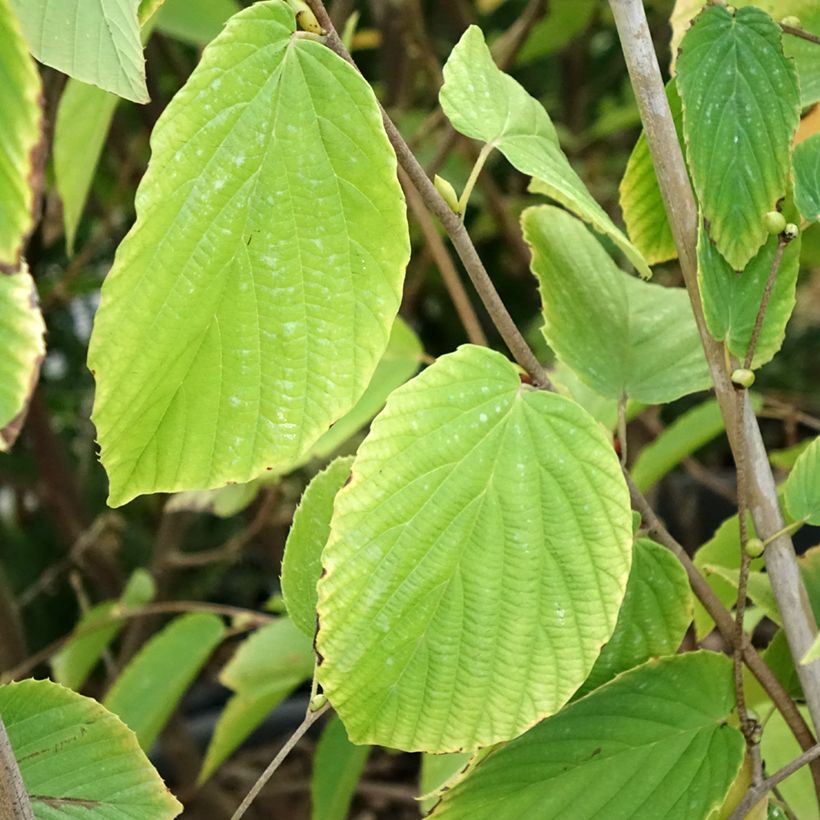 Corylopsis sinensis var. sinensis (Folhagem)