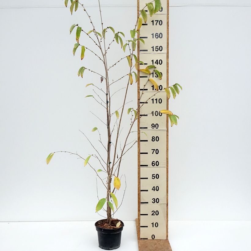 Amostra de Corylopsis sinensis var. sinensis Vaso de 4 L/5 L tal como entregue no outono