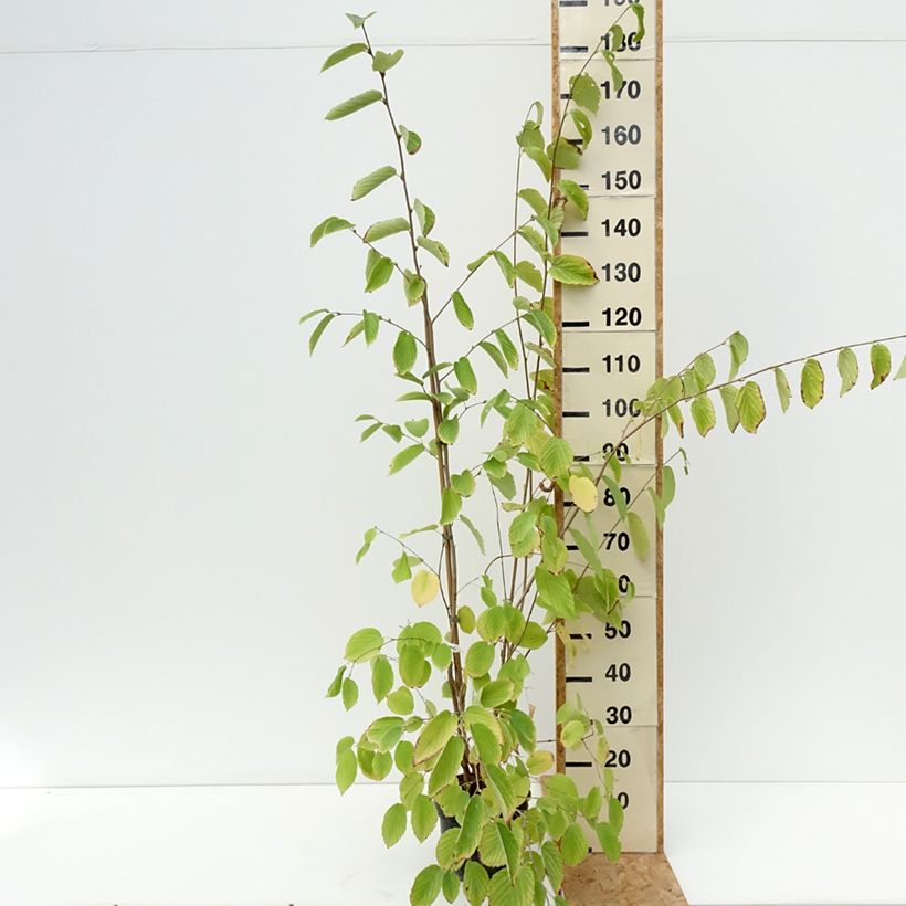 Amostra de Corylopsis sinensis var. sinensis Vaso de 4 L/5 L tal como entregue no verão