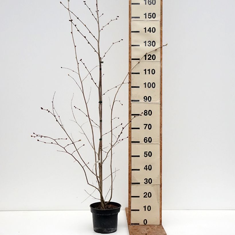 Amostra de Corylopsis sinensis var. sinensis- Faux noisetier Vaso de 4 L/5 L tal como entregue no inverno