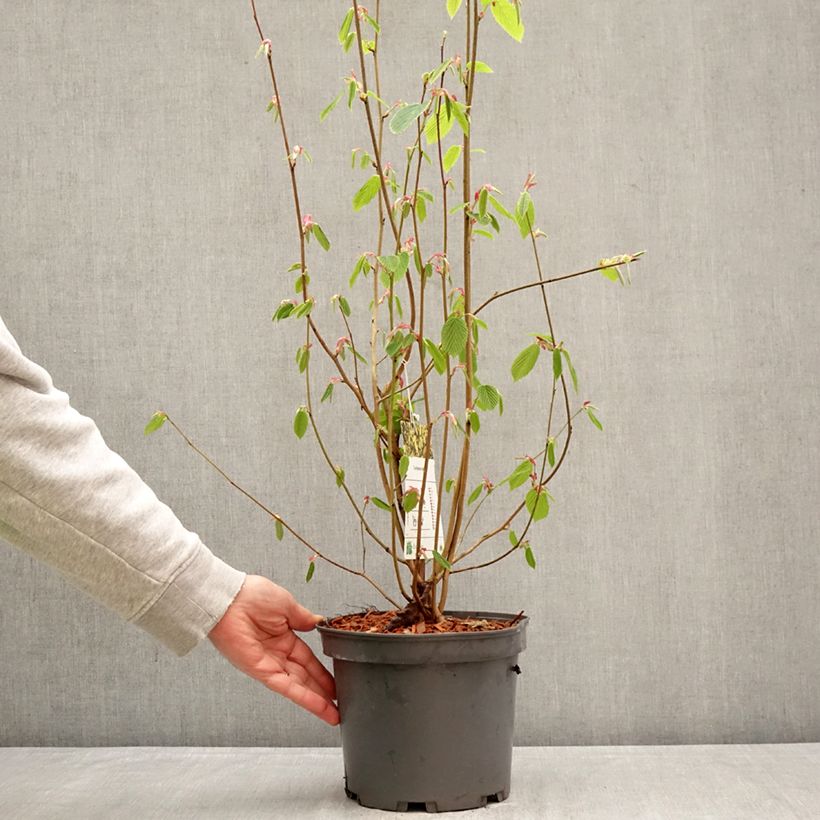 Amostra de Corylopsis sinensis var. sinensis Vaso de 4 L/5 L tal como entregue na primavera