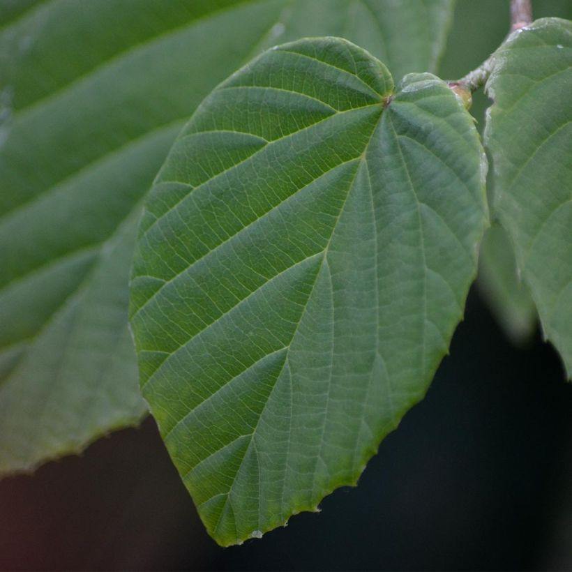 Corylopsis spicata (Folhagem)