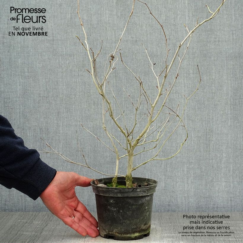 Amostra de Corylopsis willmottiae Spring Purple Vaso de 2 L/3 L tal como entregue no outono