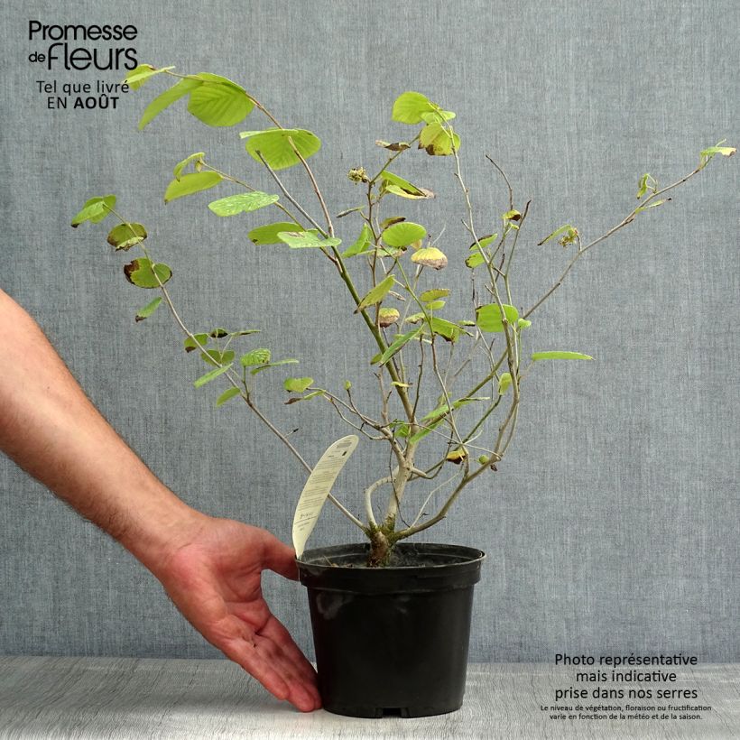 Amostra de Corylopsis willmottiae Spring Purple Vaso de 2 L/3 L tal como entregue no verão
