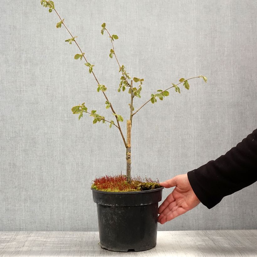 Amostra de Aveleira Agnieszka Vaso de 4 L/5 L tal como entregue na primavera