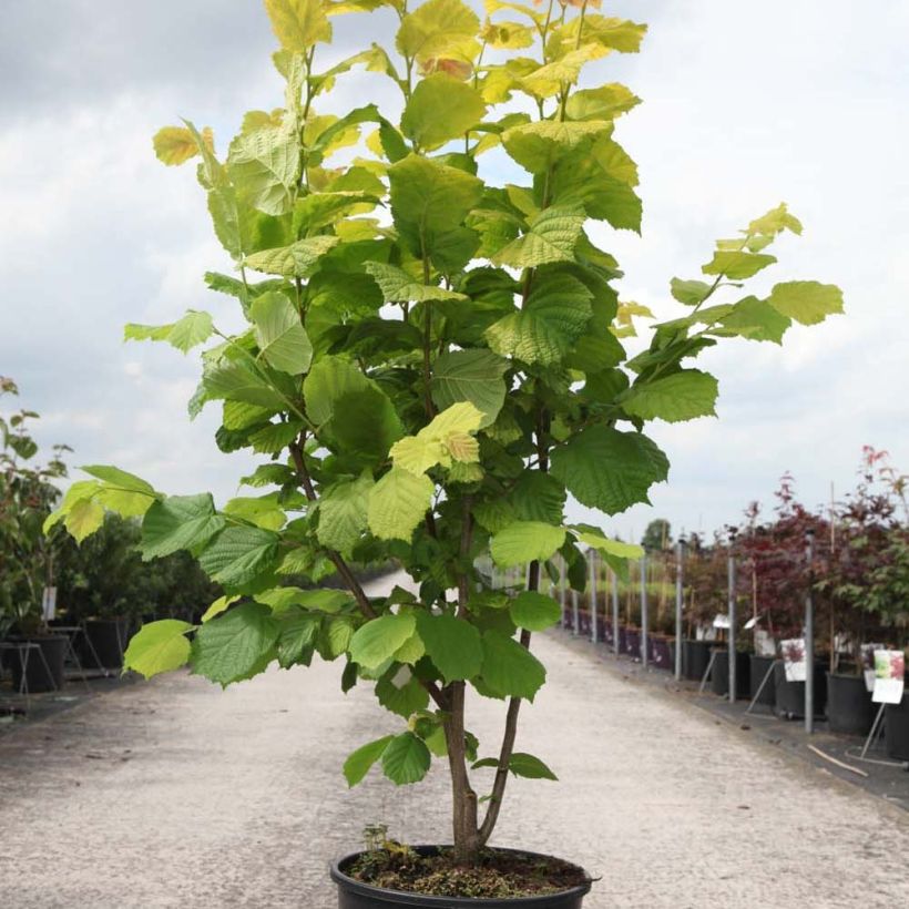 Exemplo de amostra de Corylus avellana Aurea - Noisetier doré. Pot de 18L/20L tal como entregue